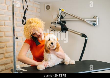 Ritratto di femmina groomer asciugando capelli con asciugacapelli di obedient curly Labradoodle cane dopo il bagno nel salone di grooming. Foto Stock