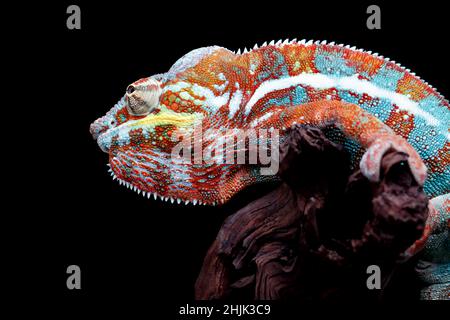 Panther chameleon multicolore su un ramo, Indonesia Foto Stock