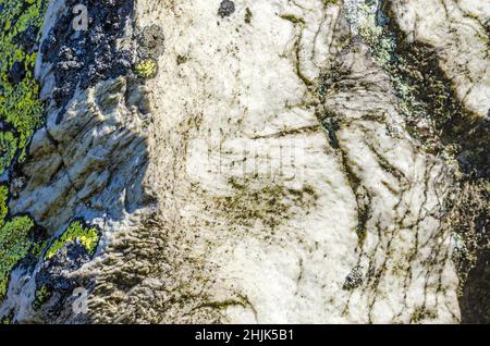 Primo piano di licheni colorati su una superficie di pietra bianca sporca per sfondo naturale Foto Stock