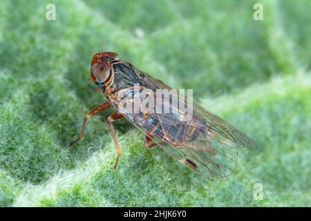 Plantopper, Cixiidae su una foglia verde. Foto macro. Foto Stock