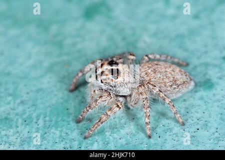 Super macro immagine di saltando ragno - Salticidae ad alto ingrandimento.questo ragno di fauna selvatica dalla Croazia. Acquisizione di immagini con attrezzature macro. Foto Stock
