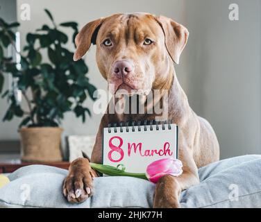 Felice Giornata delle Donne. Amabile, carino cucciolo di colore marrone e biglietto di auguri con un'iscrizione di congratulazioni. Primo piano, interno, foto studio. Congratul Foto Stock