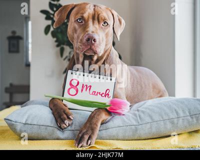 Felice Giornata delle Donne. Amabile, carino cucciolo di colore marrone e biglietto di auguri con un'iscrizione di congratulazioni. Primo piano, interno, foto studio. Congratul Foto Stock