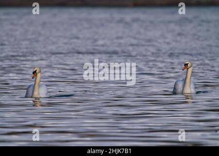 Due cigni bianchi graziosi che nuotano nel lago, cigni nella natura selvaggia. Il cigno muto, nome latino Cygnus olor Foto Stock