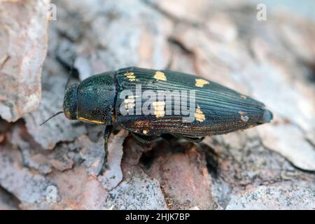 Scarabeo - Buprestigidae, Bucortis ottoguttata su corteccia di pino. Foto Stock