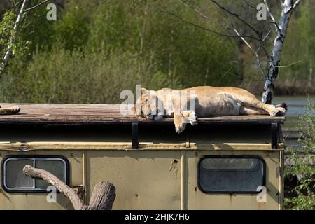 Una leonessa addormentata nel parco zoologico che giace sul tetto di una Jeep Foto Stock