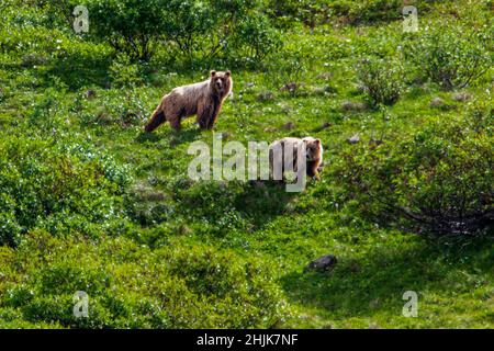 Due orsi grizzly adulti (Ursus arctos horribilis), vicino al Pass autostradale, Denali National Park, Alaska, USA Foto Stock