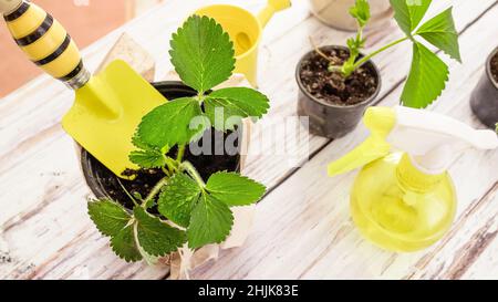 Spruzzando foglie verdi giovani di germogli di fragola da una pistola a spruzzo prima di trapiantare nel terreno in letti in un campo di fragola o serra. S Foto Stock