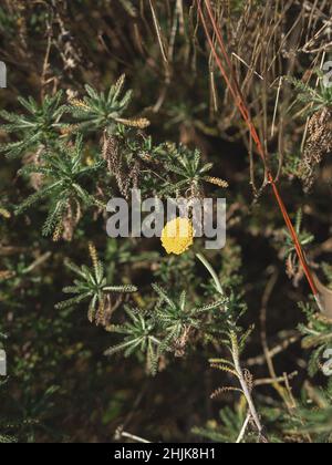Piante da giardino botaniche a piano chiuso Foto Stock