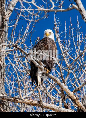 American Bald Eagle (Haliaeetus leucocephalus); arroccato in un albero di Cottonwood che si affaccia sul fiume South Arkansas; Salida; Colorado; USA Foto Stock