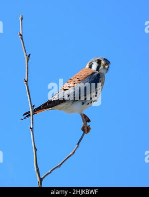 Maschio americano del Kestrel (Falco sparverius) Foto Stock