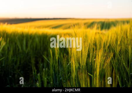 Le orecchie di orzo verde maturano contro il cielo del tramonto nella prima serata estiva. Piante che coltivano. Paesaggio rurale di campo verde orzo. Foto Stock