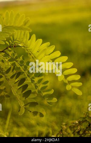 Closeup tamarindo foglie albero. Il sole splende attraverso un maestoso albero di tamarindo verde su un prato, con prato verde sullo sfondo. Molla luminosa n Foto Stock