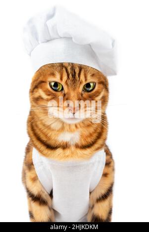 Ritratto di un gatto carino in un cappello chef e uniforme su sfondo bianco Foto Stock
