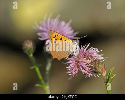 Parte inferiore della piccola farfalla di rame (Lycaena phlaeas) in buona alimentazione leggera sul nettare di Cardo strisciante (Cirsium arvense) in Cumbria, Inghilterra, Regno Unito Foto Stock