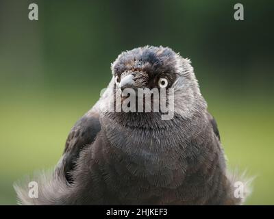 Primo piano ritratto del giovane Jackdaw (Corvus monidula) Foto Stock