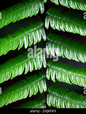 Macro shot di simmetria trovato in piante e natura in Santa Elena Cloud Forest Reserve Costa Rica. Foto Stock