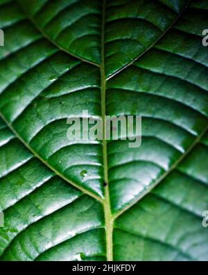 Macro shot di simmetria trovato in piante e natura in Santa Elena Cloud Forest Reserve Costa Rica. Foto Stock