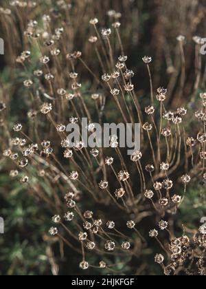Piante da giardino botaniche a piano chiuso Foto Stock
