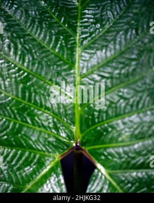 Macro shot di simmetria trovato in piante e natura in Santa Elena Cloud Forest Reserve Costa Rica. Foto Stock