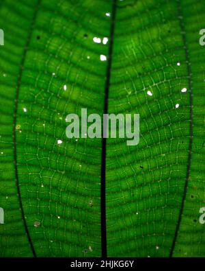 Macro shot di simmetria trovato in piante e natura in Santa Elena Cloud Forest Reserve Costa Rica. Foto Stock