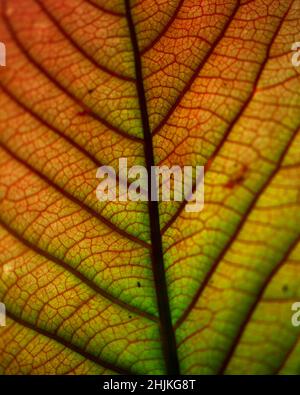 Macro shot di simmetria trovato in piante e natura in Santa Elena Cloud Forest Reserve Costa Rica. Foto Stock