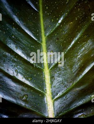 Macro shot di simmetria trovato in piante e natura in Santa Elena Cloud Forest Reserve Costa Rica. Foto Stock