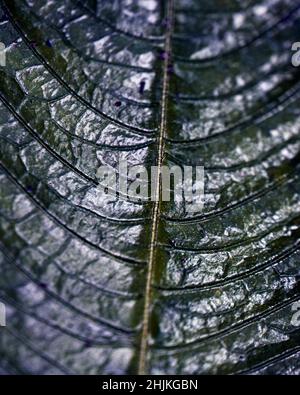 Macro shot di simmetria trovato in piante e natura in Santa Elena Cloud Forest Reserve Costa Rica. Foto Stock