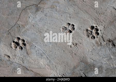 Visto dall'alto, tre impronte di un cane che sono stati marcati su un pavimento grigio di cemento. Foto Stock