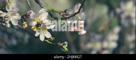 Striscione di fiori bianchi su un albero di frutta Foto Stock