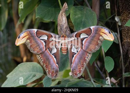 Nahaufnahme eines Atlantici in der Allgäuer Schmetterling Erlebniswelt, einem Schmetterlingspark mit Gewächshäusern voller bunter Insekten, ein Er Foto Stock