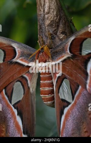 Nahaufnahme eines Atlantici in der Allgäuer Schmetterling Erlebniswelt, einem Schmetterlingspark mit Gewächshäusern voller bunter Insekten, ein Er Foto Stock