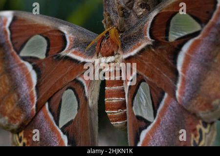 Nahaufnahme eines Atlantici in der Allgäuer Schmetterling Erlebniswelt, einem Schmetterlingspark mit Gewächshäusern voller bunter Insekten, ein Er Foto Stock