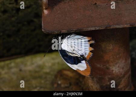 weiß-orangener Schmetterling in der Allgäuer Schmetterling Erlebniswelt, einem Schmetterlingspark mit Gewächshäusern voller Bunter Insekten, ein Erleb Foto Stock