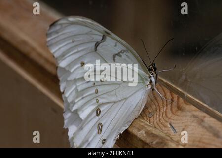 Weißer Schmetterling mit Punkten (Weißer Morphus) in der Allgäuer Schmetterling Erlebniswelt, einem Schmetterlingspark mit Gewächshäusern voller bunte Foto Stock