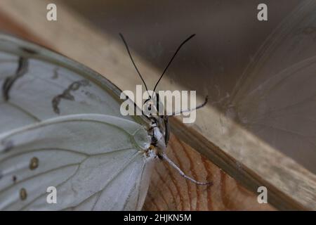 Weißer Schmetterling mit Punkten (Weißer Morphus) in der Allgäuer Schmetterling Erlebniswelt, einem Schmetterlingspark mit Gewächshäusern voller bunte Foto Stock
