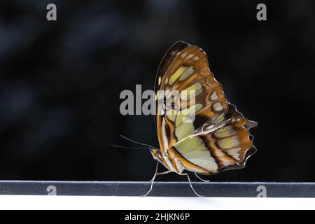 Makro eines wunderschönen grün Orange braunen Schmetterlings im Schmetterlingshaus bei Füssen Foto Stock
