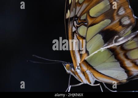 Makro eines wunderschönen grün Orange braunen Schmetterlings im Schmetterlingshaus bei Füssen Foto Stock