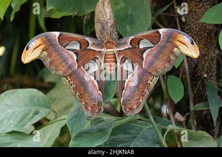 Nahaufnahme eines Atlantici in der Allgäuer Schmetterling Erlebniswelt, einem Schmetterlingspark mit Gewächshäusern voller bunter Insekten, ein Er Foto Stock
