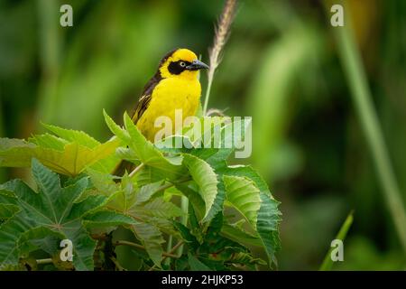 Baglafecht Weaver - Ploceus baglafecht uccello tessitore della famiglia Ploceidae che si trova nell'Africa orientale e centrale, uccello giallo e nero canzone Foto Stock