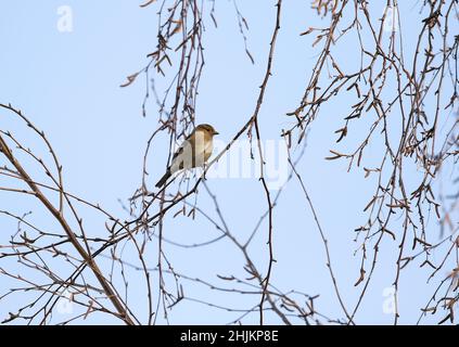 Giovane uccello chaffinch 'Fringilla coelebs' arroccato su un sottile ramo di salice, delineato contro il cielo blu inverno. Dublino, Irlanda Foto Stock