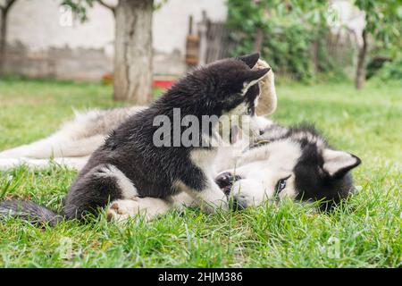 Un adorabile Husky, e un carino cucciolo Husky, avendo un grande tempo in cantiere. Due cani Husky giocano insieme all'aperto. Foto Stock