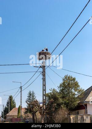 Due cicogne in nido sul palo di lampada vicino alle case del villaggio. Foto Stock