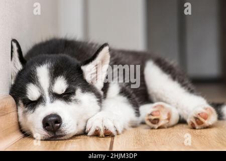 Husky cucciolo sta dormendo sul pavimento. Carino cucciolo di Husky sta dormendo. Foto Stock