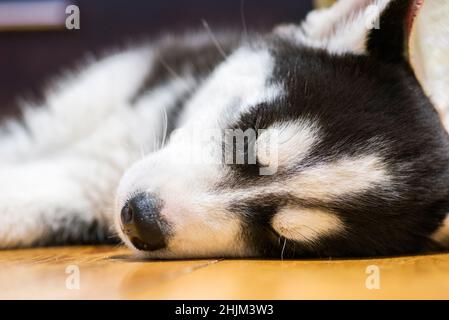 Cucciolo di Husky siberiano che dorme sul pavimento. Cute cucciolo Husky sonno. Foto Stock