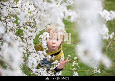 Carino bambino biondo, ragazzo, che corre intorno al cespuglio giallo fiorente, tempo di primavera, mentre nevica, tempo di primavera insolito con la neve Foto Stock