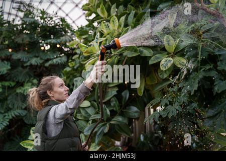 Donna giardiniere lavoro in giardino interno serra spaying ficus elastica albero con irroratrice d'acqua Foto Stock