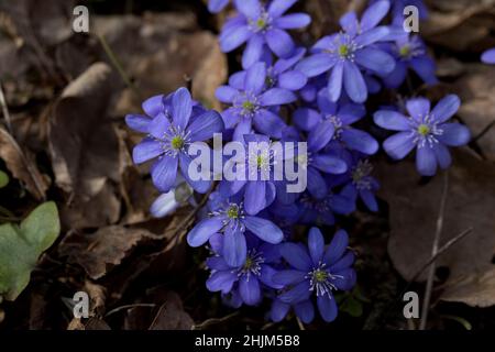 Anemone hepatica (Hepatica nobilis) liverwort fioritura in primavera nella foresta. Pianta selvaggia della foresta. Primo piano. Foto Stock