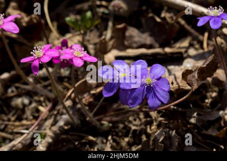 Rari colori rosa di Anemone hepatica (Hepatica nobilis). Liverwort fioritura in primavera nella foresta. Pianta selvaggia della foresta. Primo piano. Foto Stock