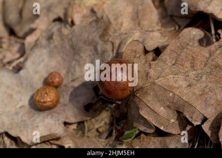 Quercia melo o quercia su una foglia asciutta caduta in una foresta in primavera. Infezione dell'albero. Primo piano. Foto Stock